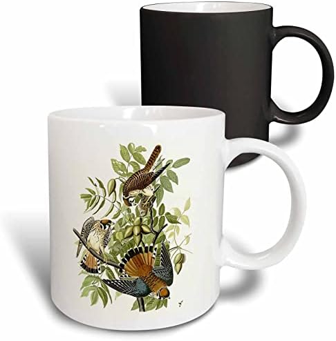 3Drose American Kestrel aka Sparrow Hawk Birds of Prey Audubon Vintage Art - šalice